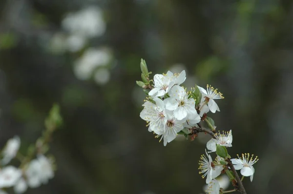 Квітка Білої Весни — стокове фото