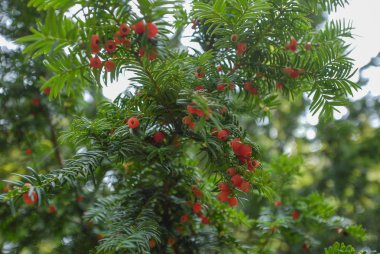 Olgun koniler ile porsuk Şubesi.