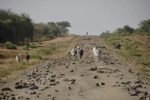 Cabras Uma Estrada Construção Valley Omo Etiópia — Fotografia de Stock