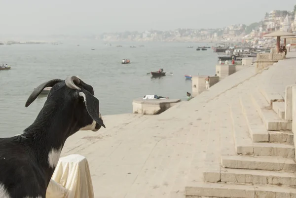 View Ghats Varanasi Street Goat Foreground — Stock Photo, Image