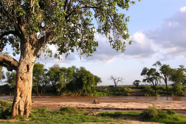 エワソンギーロ川 Ngiro の銀行の Kigelia アフリカーナ ツリー ケニア サンブル国立予約します — ストック写真