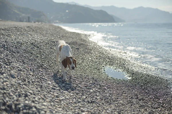 Chien Errant Sur Une Plage Galets — Photo