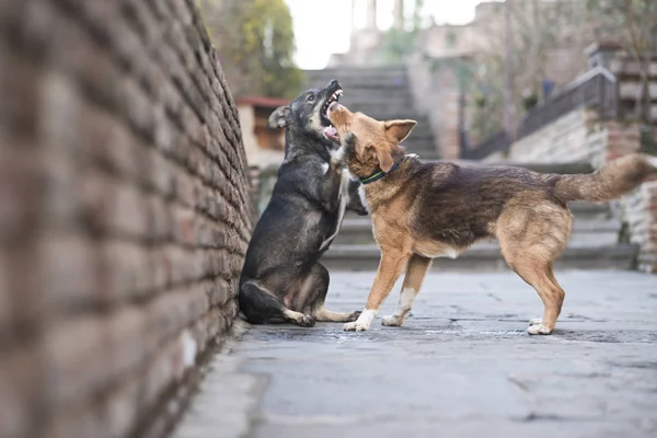 Two stray dogs fighting on a street of Tbilisi, Georgia.