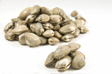 VONGOLE istiridye, beyaz arka plan.