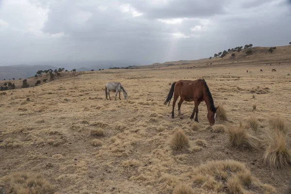 Caballos Pastoreo Las Montañas Simien Etiopía — Foto de Stock