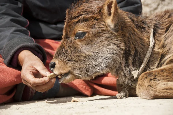 Cuidar Bezerro Recém Nascido Ladakh Índia — Fotografia de Stock