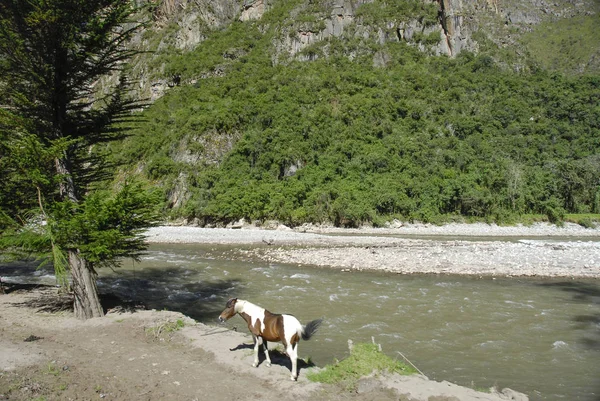 Cheval Sur Une Rive Rivière Urubamba Pérou — Photo