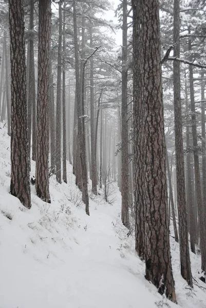 Зимняя Тропа Горном Лесу Крым Украина — стоковое фото