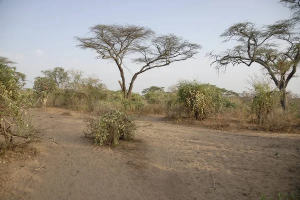 Trockene Landschaft Omo Tal Äthiopien — Stockfoto