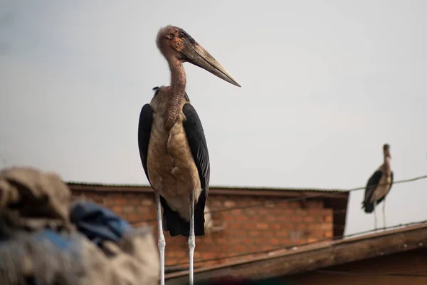 Marabou Stork Roof City Market Kampala Uganda — Stock Photo, Image