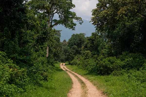 Camino Tierra Través Del Bosque Cerca Las Montañas Rwenzori Uganda — Foto de Stock