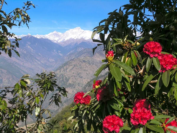 Flores Rojas Del Rododendro Del Himalaya Sobre Fondo Montañas Nieve —  Fotos de Stock