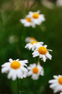Koyu renkli, tahıllı bir arka planda papatyalar. Yeşil saplı sarı merkezli beyaz yapraklı çiçekler. Karanlık arka plan Yazı yılın en güzel zamanıdır. Papatya tarlası.