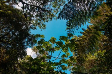 Mavi gökyüzü ve ağaçlar