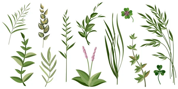 Grama Decorativa Folhas Elementos Design Natural Para Decoração Ilustração Vetorial —  Vetores de Stock