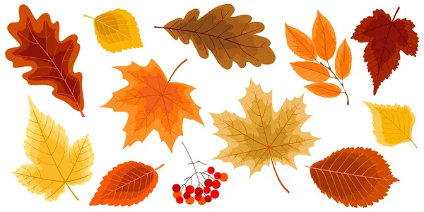 Autumn Collection Leaves Set Design Elements Autumn Decoration Vector Illustration — Stock Vector