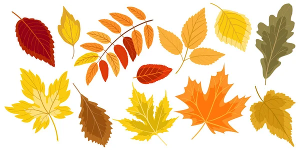 Autumn Leaves Collection Isolated White Background Set Falling Leaves Different — Stock Vector