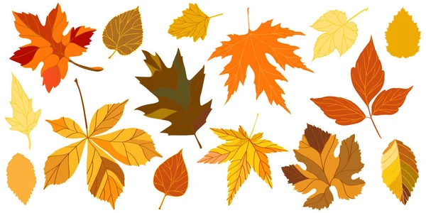 Falling Beech Oak Elm Chestnut Maple Autumn Leaves Design Seasonal — Stock Vector
