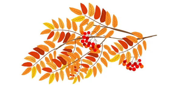 Podzimní Pozadí Větví Rowan Irská Větev Izolovaná Bílém Pozadí Vektorová — Stockový vektor