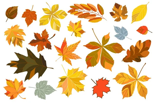 Autumn Clipart Different Leaves Set Bright Leaves Decoration Vector Illustration — Stock Vector