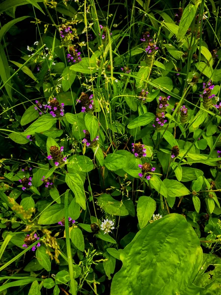 Літній Луг Цвіте Фіолетовими Дикими Квітами — стокове фото