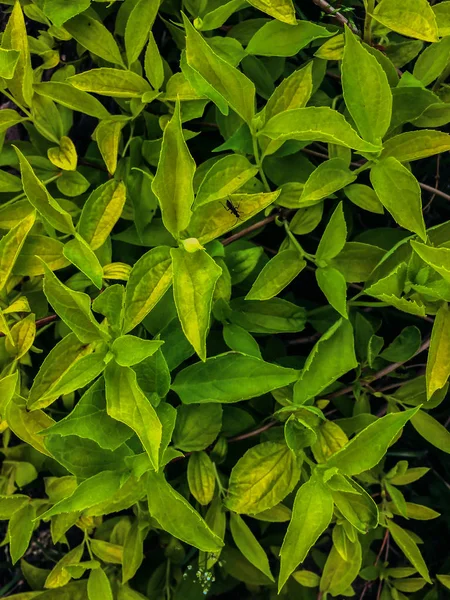 Parete vegetale verde, lasmine foglie sfondo e texture — Foto Stock