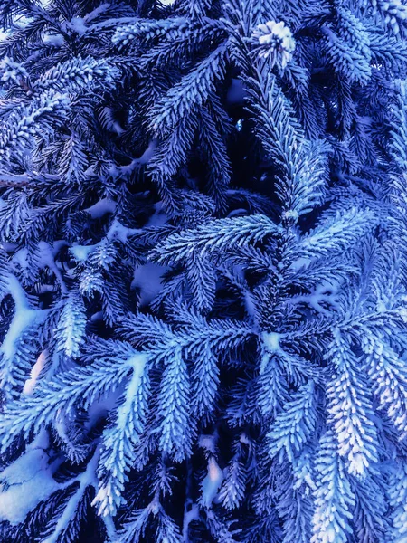 Rami di pino ricoperti di ghiaccio di neve nei toni freddi . — Foto Stock