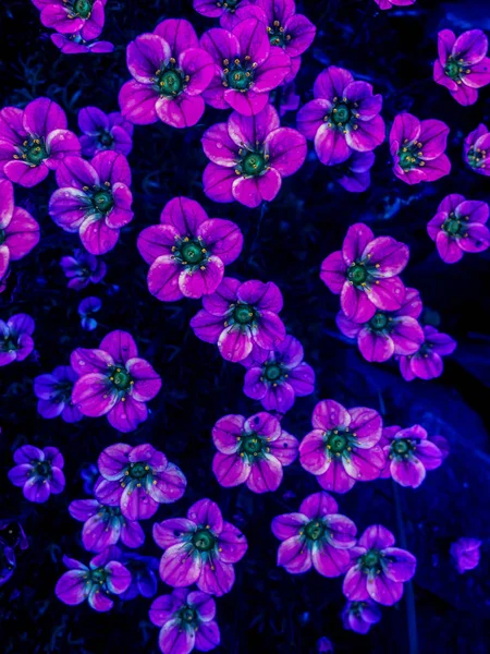 Wiele małych różowych kwiatów saxifraga tle. Saxifraga różowe małe tło kwiaty. Fioletowe kwiaty lub różowe góry trochę saksofonu . — Zdjęcie stockowe