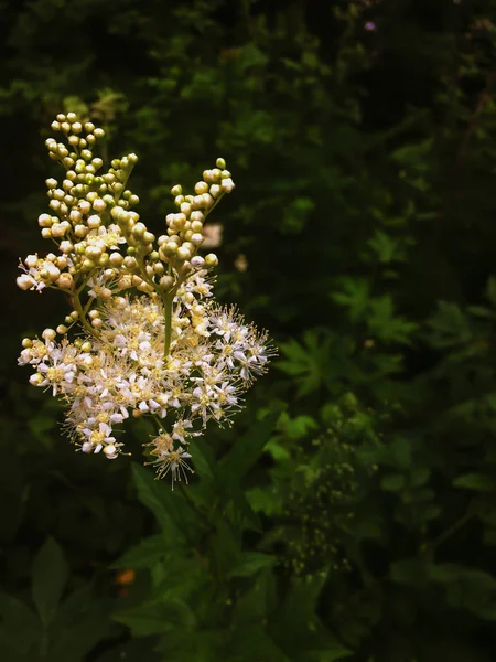 Białe kwiaty z bliska. Letni sezon kwitnienia. Dzika roślina z białym kwiatostanem widok z góry. Banda drobnych białych kwiatów i żółtych pąków na zielonym niewyraźnym tle. — Zdjęcie stockowe