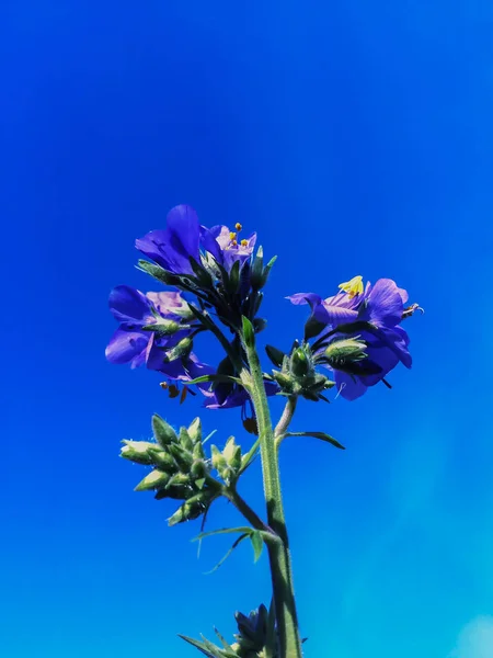dark-blue flowers on the clear blue sky