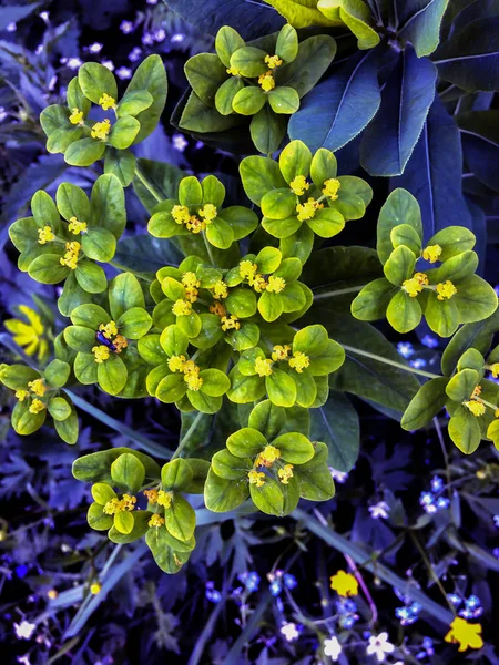 Grön gul vildblommor med blå natur bakgrund — Stockfoto
