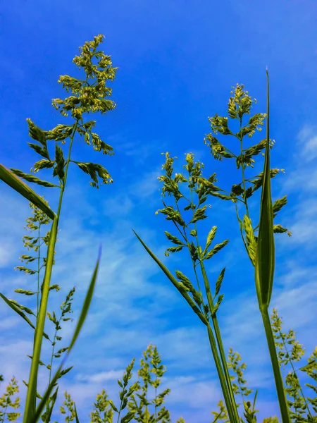 Lato łąka zielona trawa z niebieskim tle nieba bliska — Zdjęcie stockowe