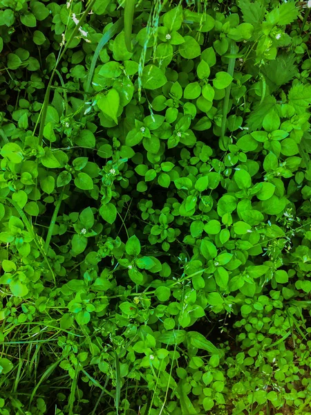 Letní louka zelená travní trávník přírodní pozadí — Stock fotografie