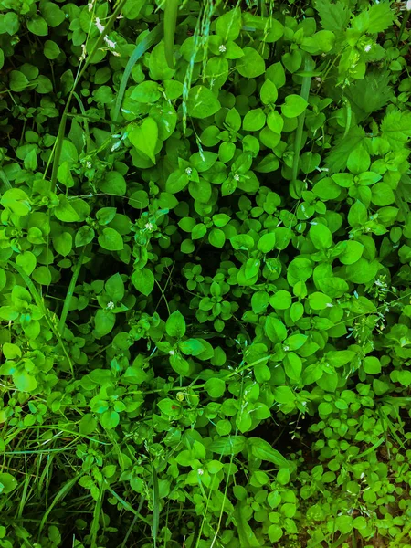 Summer meadow green grass lawn natural background — Stock Photo, Image