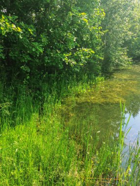 Yaz aylarında yeşil ağaçlar ile Sahil orman gölü
