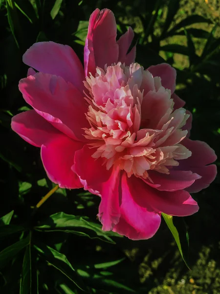 Flores de jardín florecen peonía roja sobre fondo verde natural — Foto de Stock