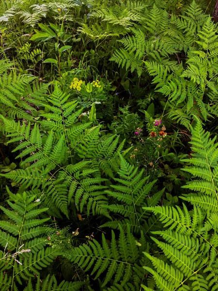 Yaz orman yeşil yabani çim eğrelti otu doğal arka plan doku — Stok fotoğraf
