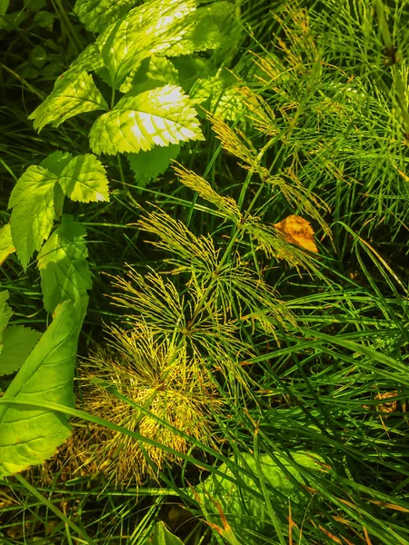 Verano prado verde hierba cola de caballo fondo natural — Foto de Stock