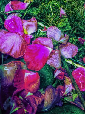 Yağmurdan sonra kırmızı gül yaprakları renkli arka plan