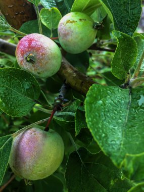 Yeşil elma üzerinde Sabah çiy ile yeşil yaprakları arka plan yakın