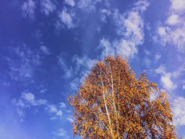 Kolorowe jesień liście drzewo suka z niebieskim tle nieba — Zdjęcie stockowe