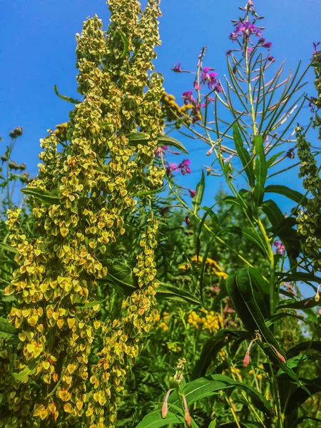 Flor flores silvestres amarillas sobre fondo natural cielo azul — Foto de Stock