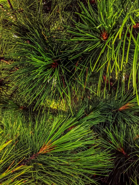 松树绿针自然背景纹理圣诞节 — 图库照片