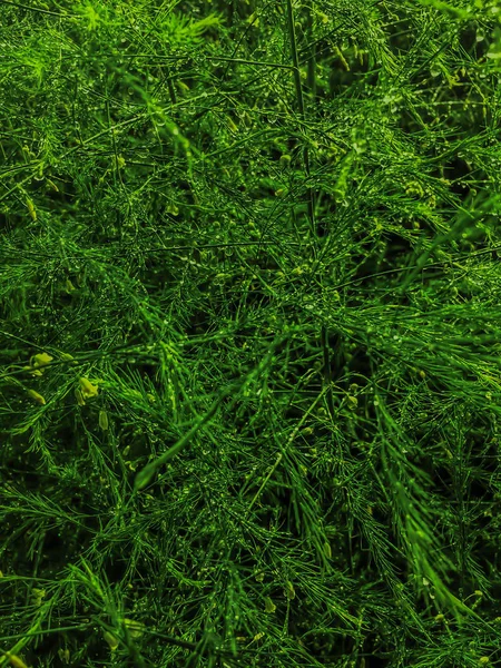 Green grass texture with long thin blades of grass after rain. Lush grass meadow. Fresh lawn background. Spring growth backdrop. Summer plants. Rural nature. All green natural background.