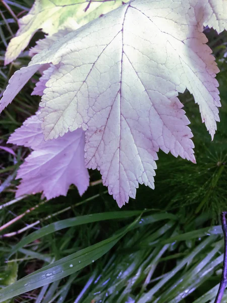 Folhas de outono coloridas grama verde após chuva fundo natural — Fotografia de Stock