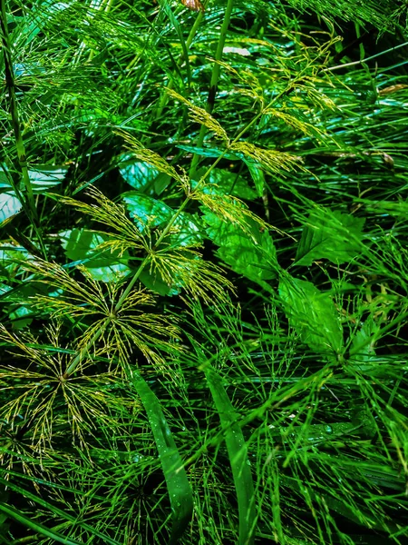 Yağmurdan sonra yeşil çim doğal arka plan dokusu — Stok fotoğraf