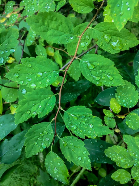 Green leaves after rain natural background texture — Stock Photo, Image