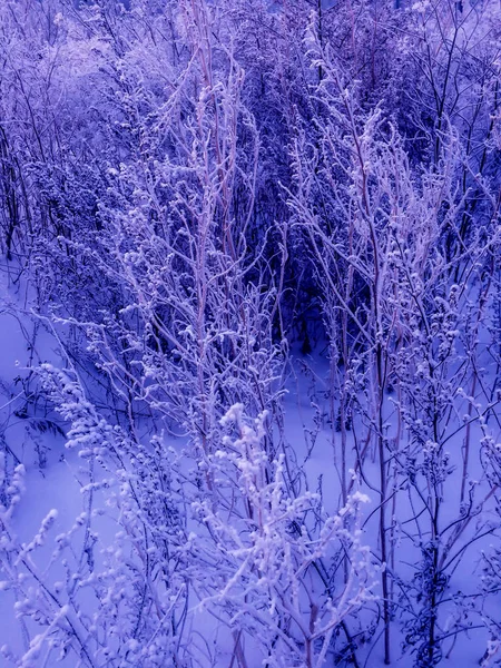Замерзшая сухая трава на снежном лугу зимой — стоковое фото