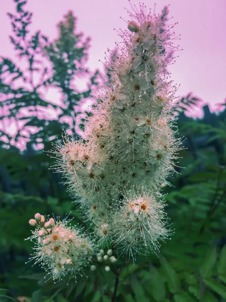 Kwiat biały kwiatostan kwiat na tle błękitnego nieba — Zdjęcie stockowe