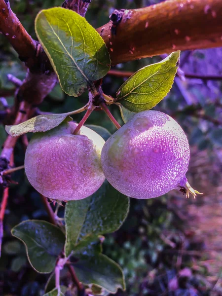 Садові фрукти ранкова роса на зелених яблуках — стокове фото